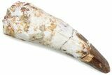 Fossil Spinosaurus Tooth - Real Dinosaur Tooth #376578-1